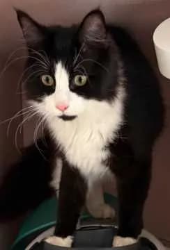 Bo