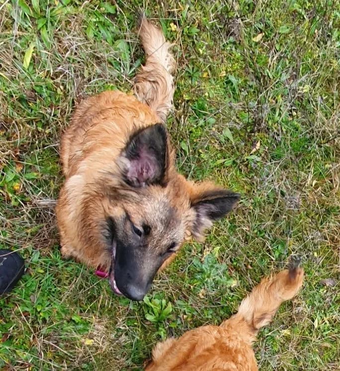 Ayla