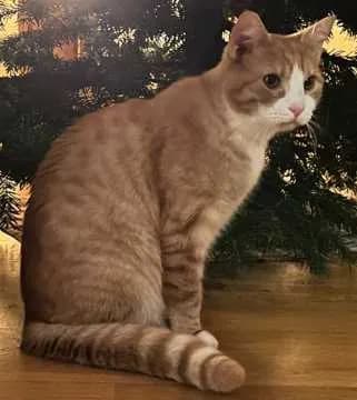 Simon