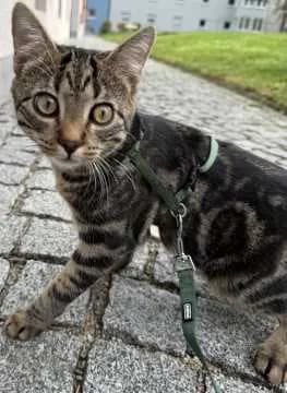 Benito