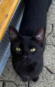 Hermine