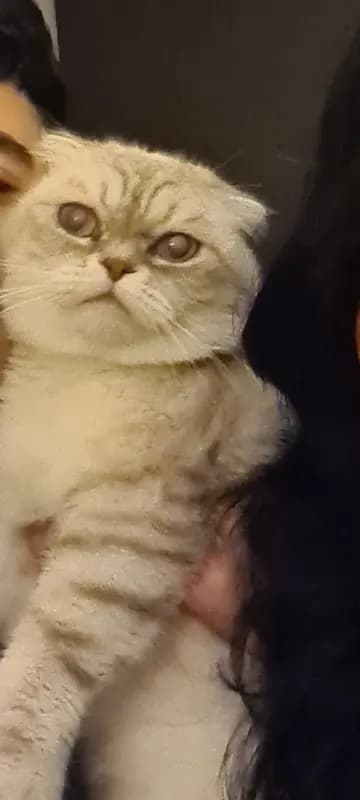 Lilly