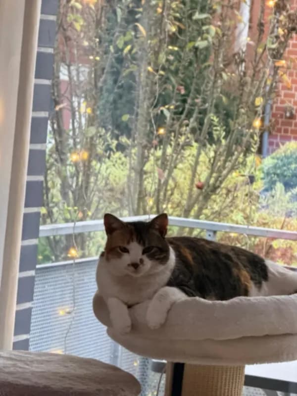 Sienna