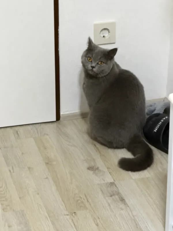 Lio