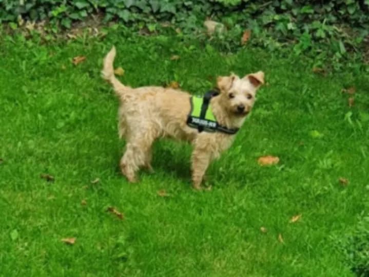 Tedi