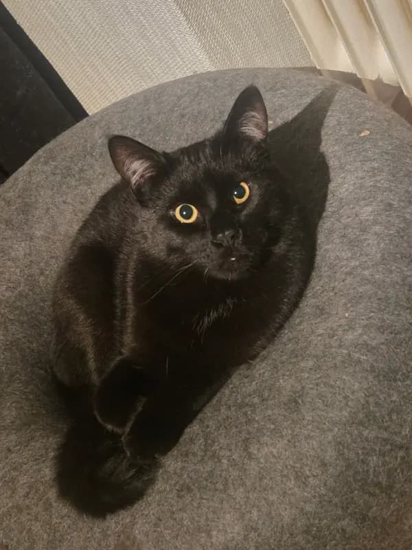 Findus