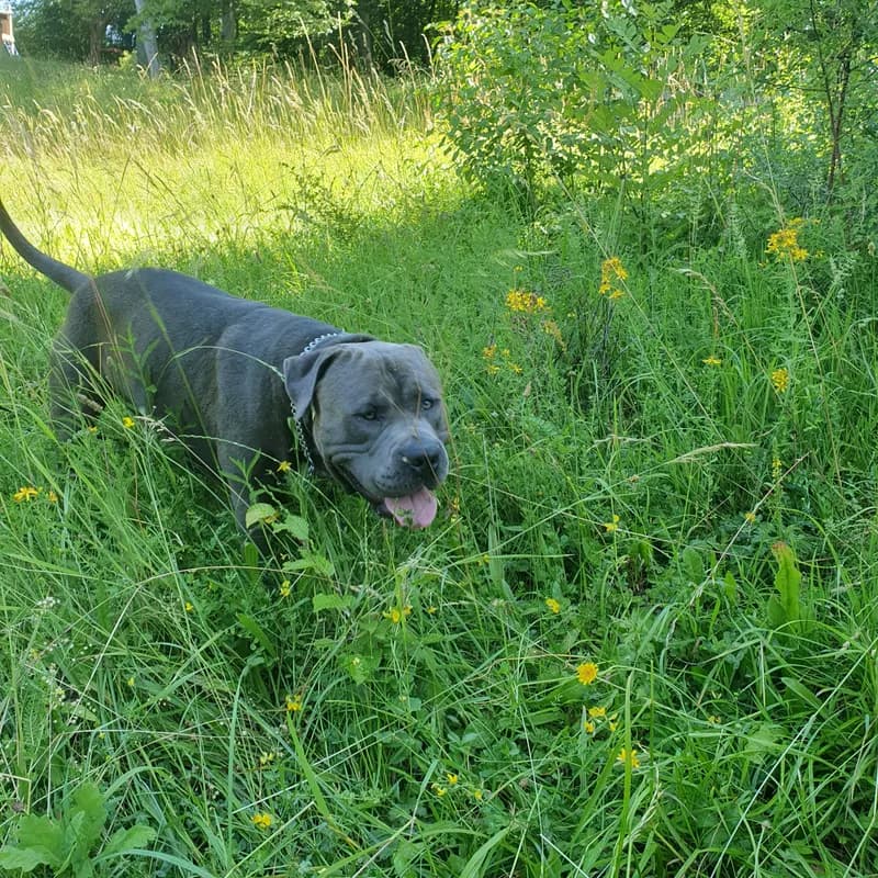 Chiko
