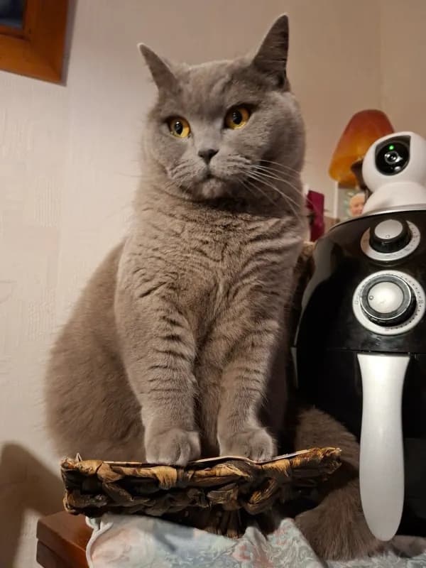 Lulu
