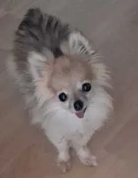 Krümel