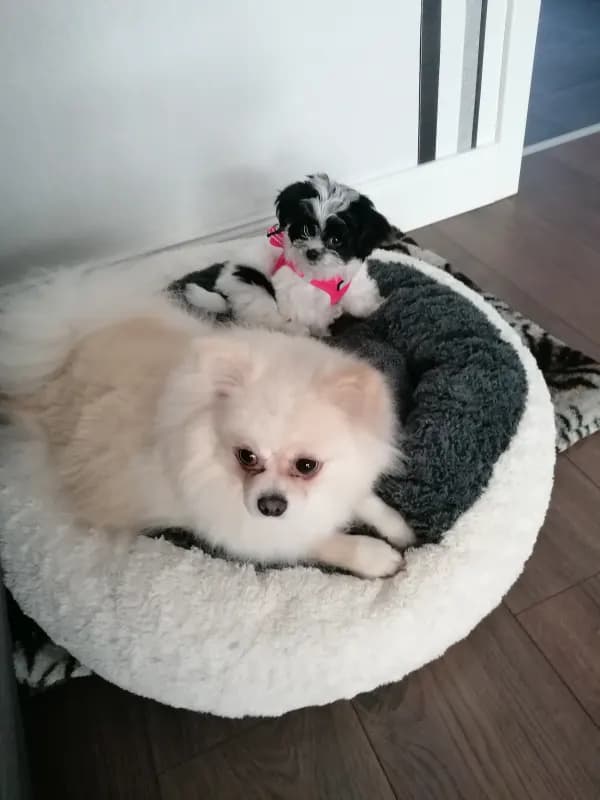 Polly und Finie