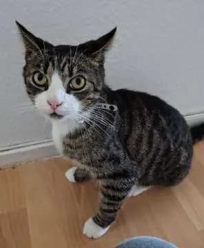 Krümel