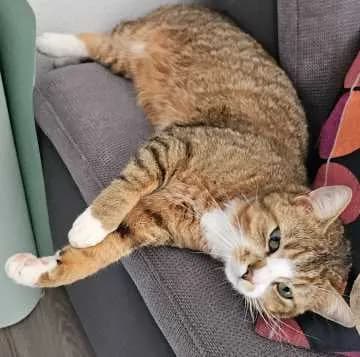 Snorri