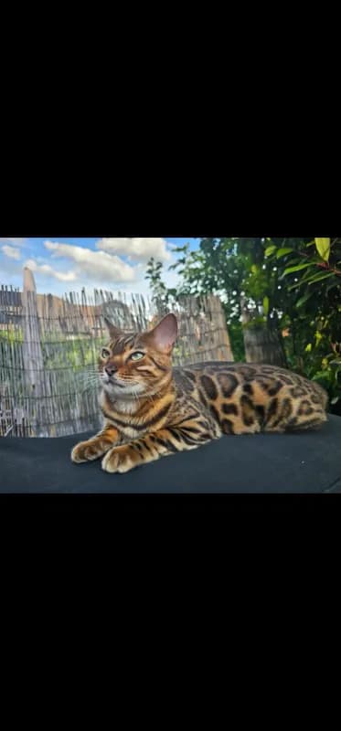 Bruno