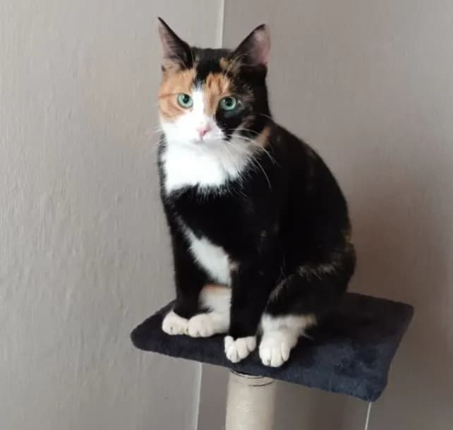 Susi