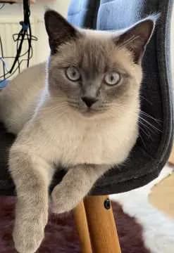 Coco