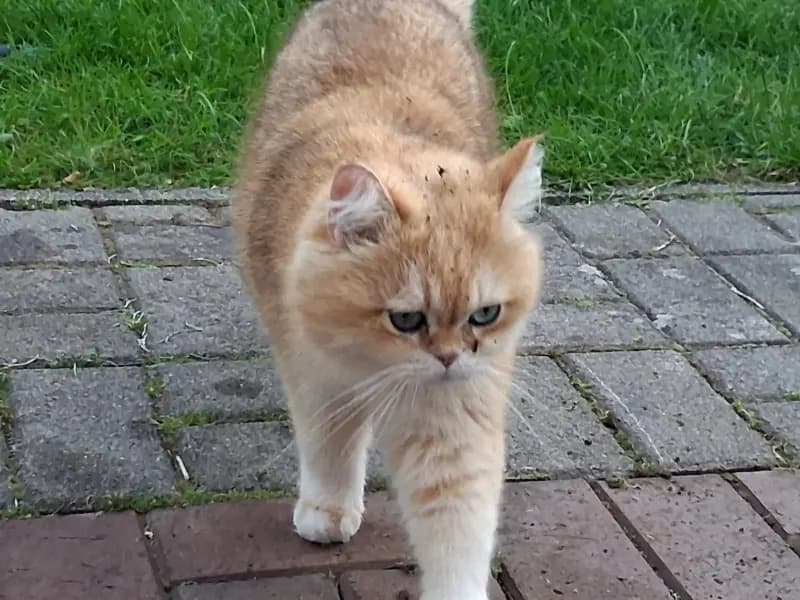 Pascha