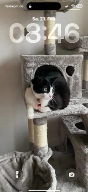 Felix
