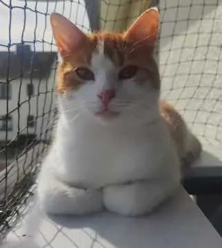 Napoleon