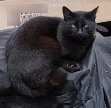 Bahira