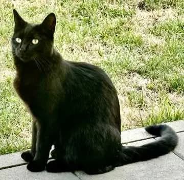 Odin