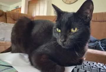 Gigi