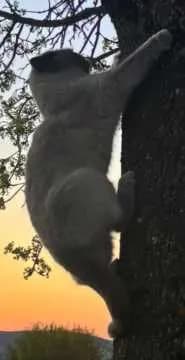 Boncuk