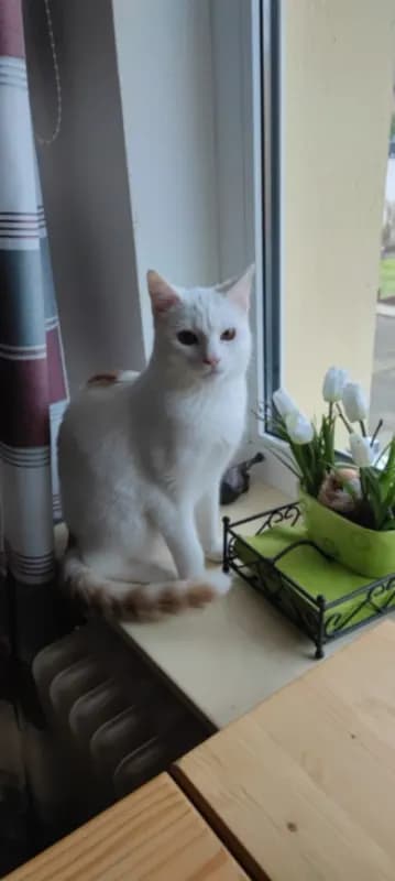 Leo