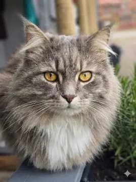 Pepper