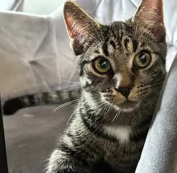 Norbert