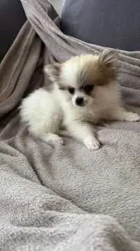 Pino