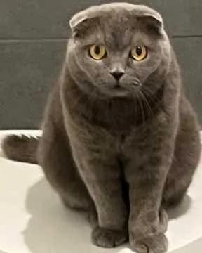 Oleg