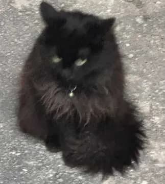 Jiji