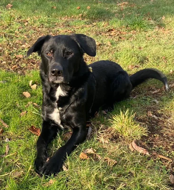 Rambo