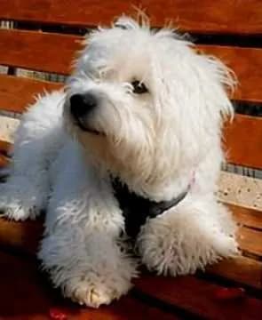 Balu