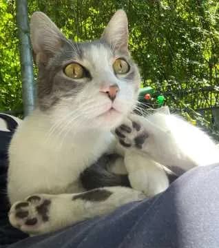 Lorenzo