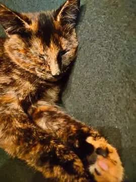 Mascha