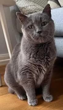 Clooney