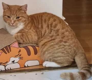 Mörchen