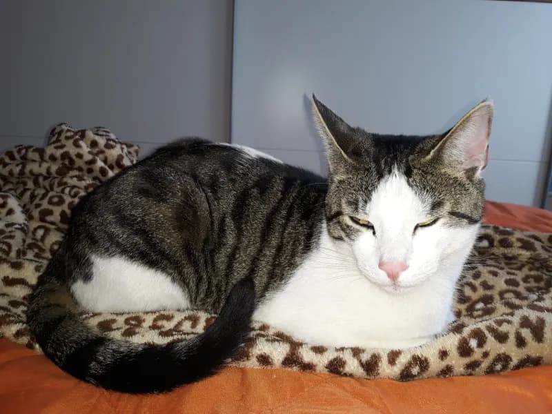 Simon