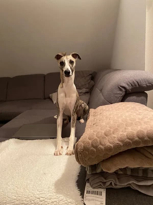 Lio