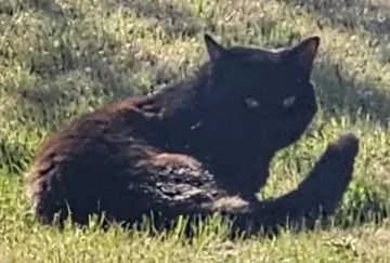 Rambo