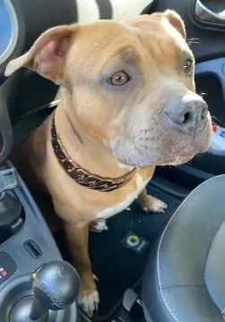 Nala