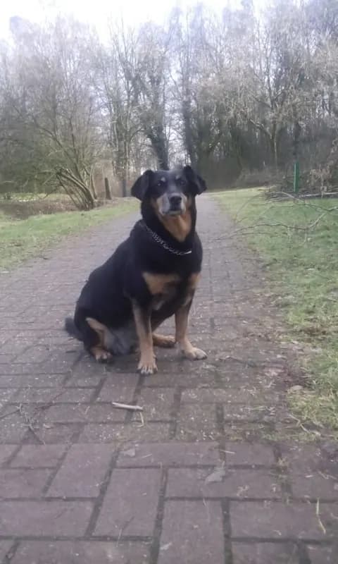naposchka (Napocska)