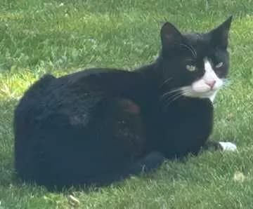 Luis