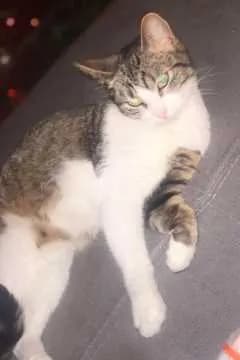 Kitty