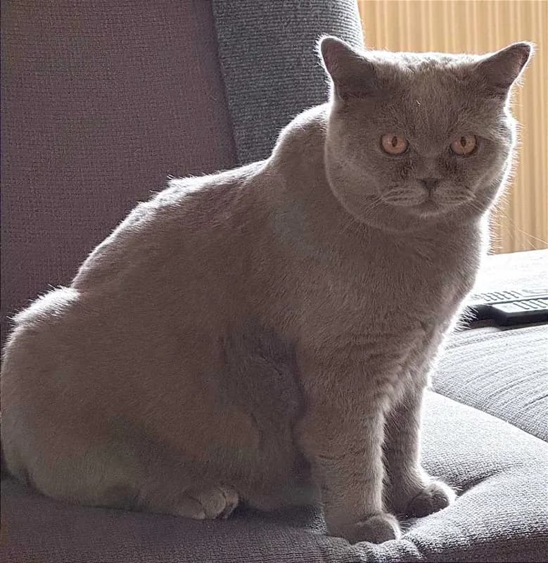 Yuki