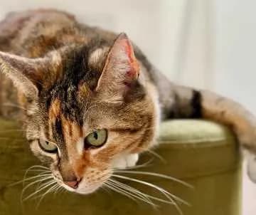 Cleo