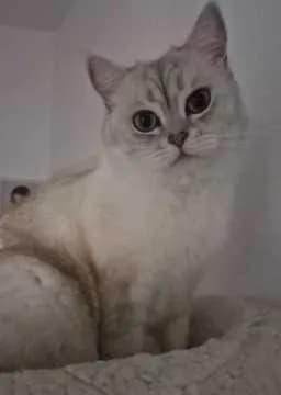 Pablo
