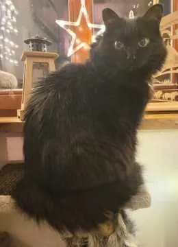 Molly