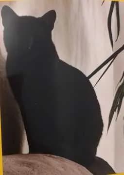 Odin